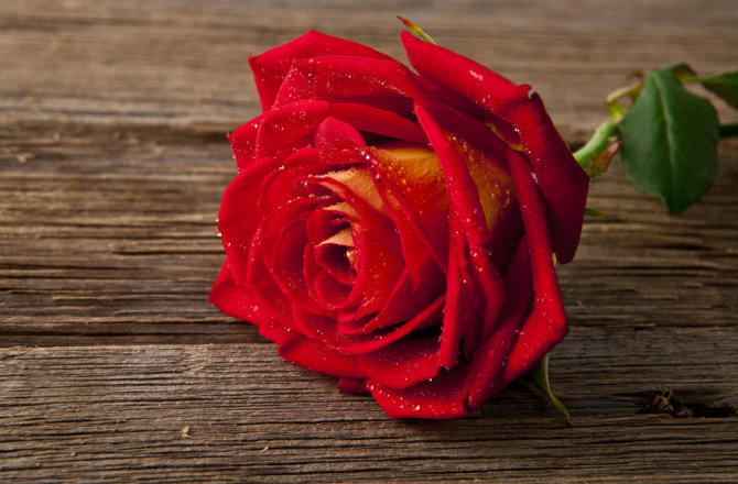 „Shutterstock“ nuotr./Raudona rožė