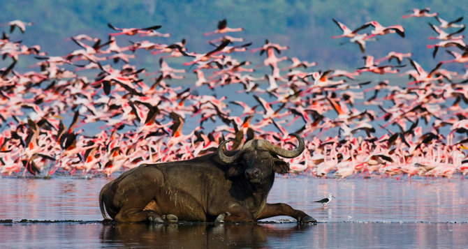 Shutterstock.com nuotr./Bisonas Nakuru ežero nacionaliniame parke