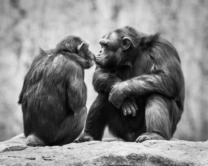 123RF.com nuotr./Šimpanzės bučiuojasi
