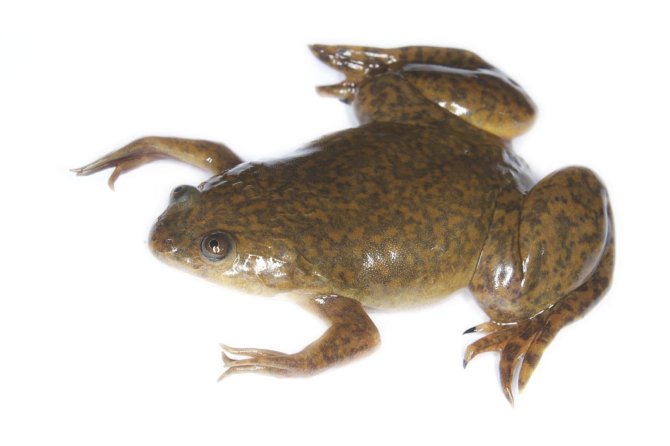 Wikimedia commons, Chimanimani, Manicaland, Zimbabwe/Afrikos varlė Xenopus laevis