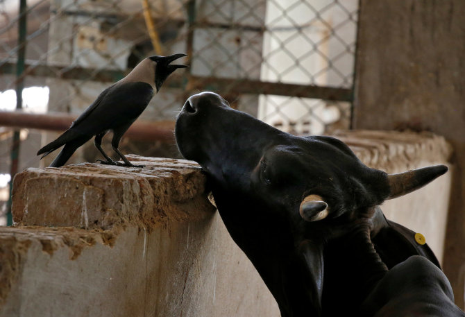 „Reuters“/„Scanpix“ nuotr./Karvė Indijoje