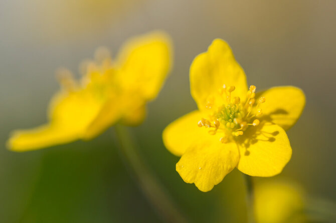 Shutterstock nuotr./Anemone ranunculoides – geltonžiedė žibuoklė