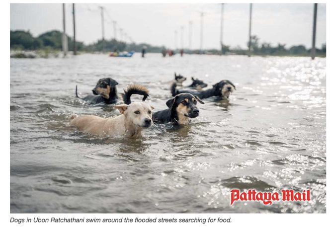 Patayamail.com ekrano nuotr./Ubon Ratchathani mieste šunys plaukia užtvindytomis gatvėmis ieškodami maisto