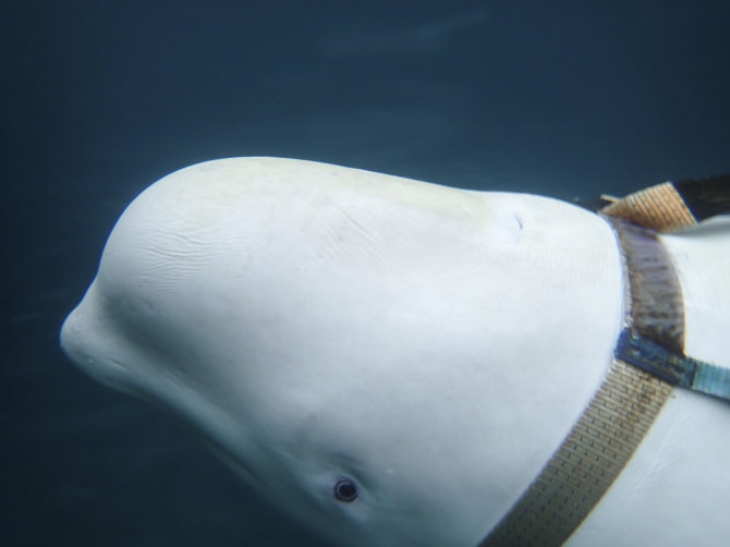 „Scanpix“/AP nuotr./Prie Norvegijos krantų žvejus gąsdinęs baltasis banginis beluga