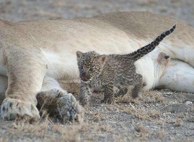 „Scanpix“/AP nuotr./Tanzanijos draustinyje pastebėta leopardo jauniklį maitinanti liūtė