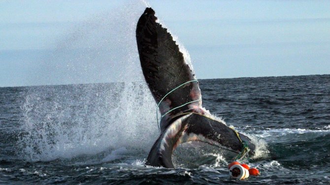 Socialinių tinklų nuotrauka/Tinkluose įsipainiojęs kuprotasis banginis