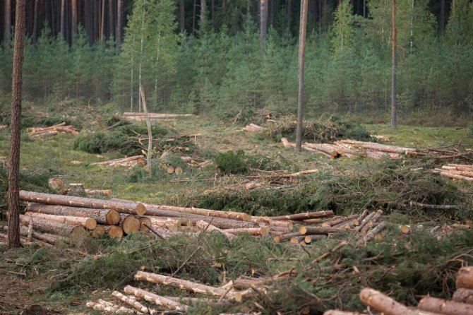 Žygimanto Gedvilos / 15min nuotr./Apsilankymas Labanoro girios kirtimuose