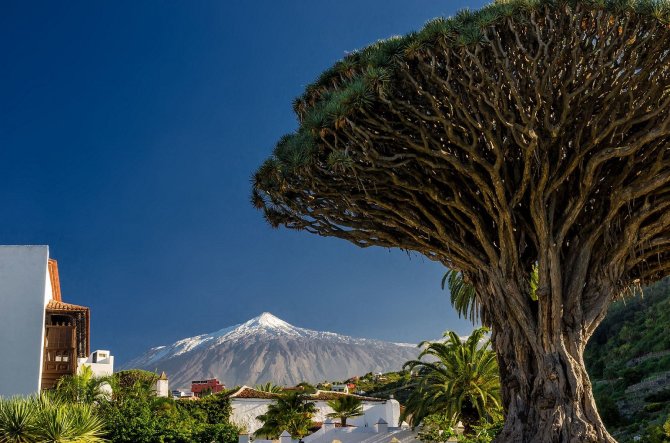 „Tez Tour“ nuotr./Teidė ir Tenerifei būdingi drakono medžiai