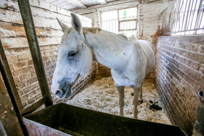 Vidmanto Balkūno / 15min nuotr./Aukcione parduotas Lauros Asadauskaitės žirgas Geras, dar vadintas Gogenu.