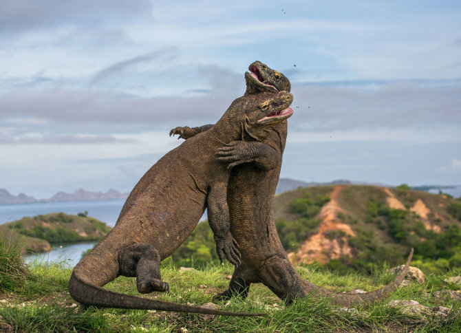 123rf.com nuotr./Komodo varanai