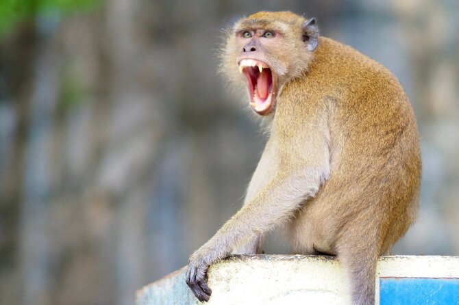 Shutterstock nuotr. / Makaka