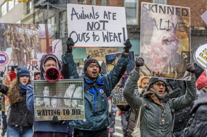 „Scanpix“/„SIPA“ nuotr./Protesto akcija prieš kailių pramonę JAV