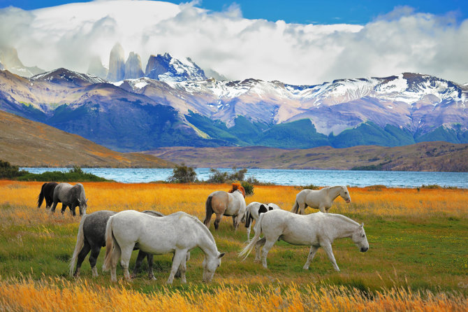 Shutterstock nuotr./Torres del Paine