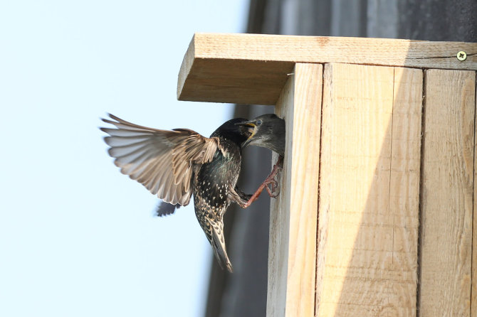 Juliaus Kalinsko / 15min nuotr./Varnėnas (Sturnus vulgaris)