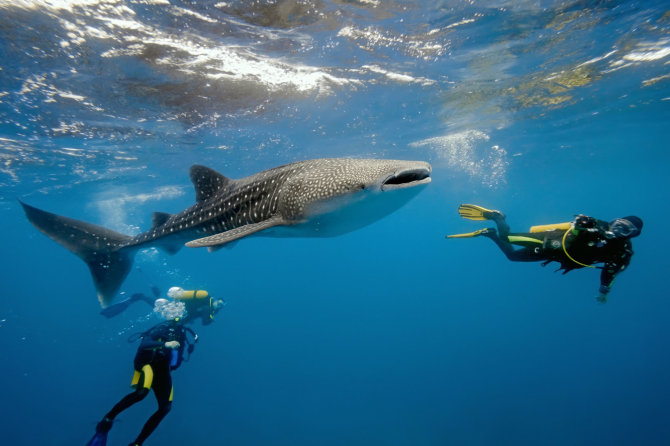 „Shutterstock“ nuotr./Nardymas su bangininiais rykliais, Džibutis, Afrika