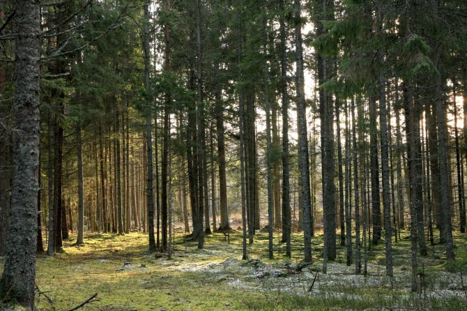 Nesėdėk namuose nuotr./Algimanto apygardos partizanų kovos takais