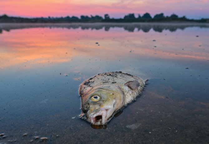 „Scanpix“ nuotr./Nugaišusi žuvis (asociatyvi nuotr.)