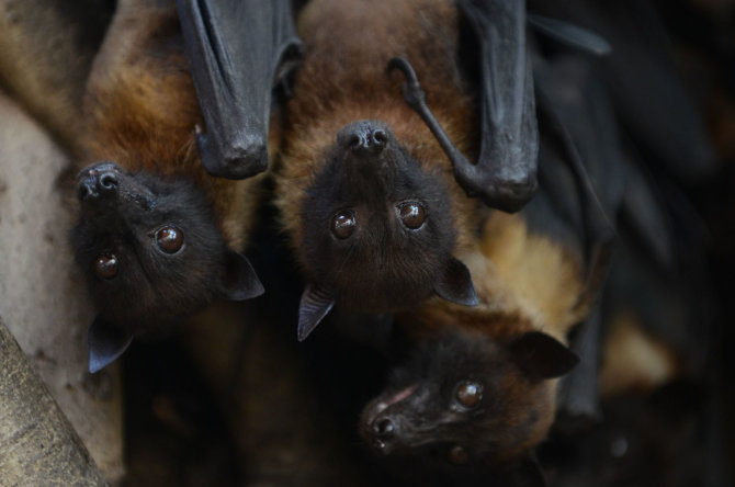 AFP/„Scanpix“ nuotr./Nipa virusą platina pirmiausia vaisėdžiai šikšnosparniai