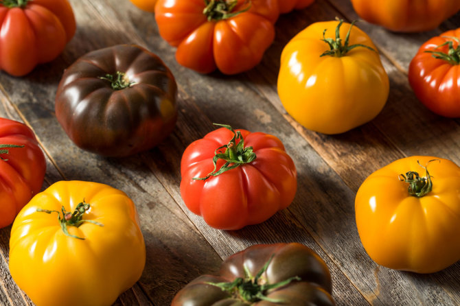 Vida Press nuotr./Įvairių rūšių pomidorai