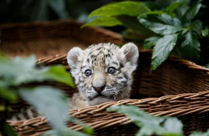 „Reuters“/„Scanpix“ nuotr./Amūrinio tigro jauniklis