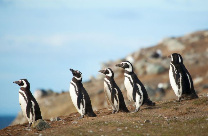 123rf.com nuotr./Pingvinai Magdalenos saloje