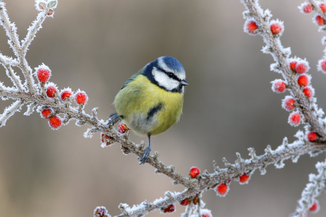 Shutterstock nuotr./Zylė žiemą.