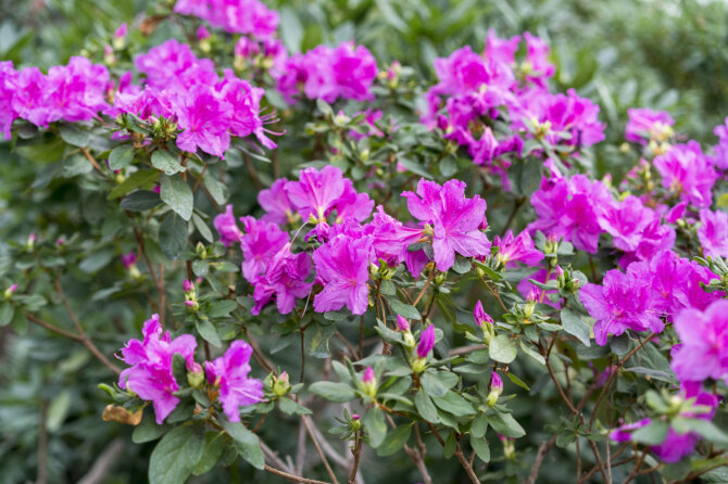 123RF.com nuotr./Rododendras
