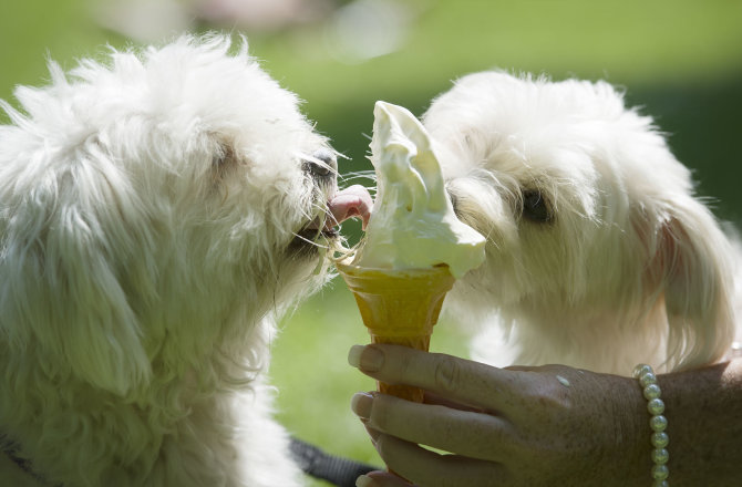 Vida Press nuotr./Šunys valgo ledus