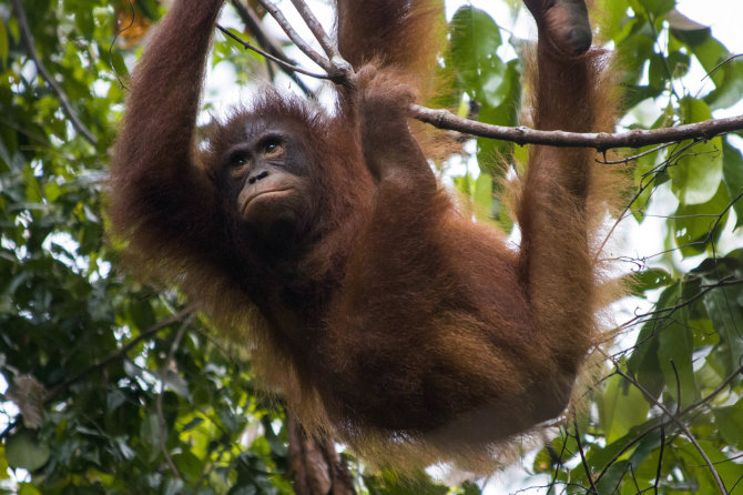 „Scanpix“/„Caters News Agency“ nuotr./Orangutanas