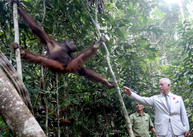 „Scanpix“/„PA Wire“/„Press Association Images“ nuotr./Princas Charlesas Borneo saloje