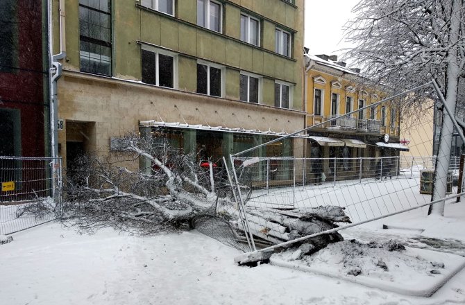 Kauno miesto savivaldybės nuotr./Laisvės alėjoje nukritusi liepa