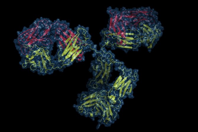 123RF.com nuotr./Štai taip atrodo baltymo imunoglobulino molekulė