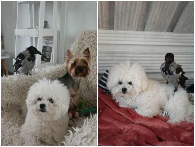 Asmeninės nuotr./Karkuša susidraugavo ir su kitais Agnės augintiniais