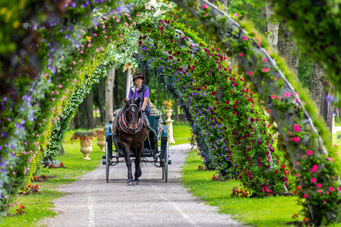 Organizatorių nuotr./Gėlių festivalis 2020