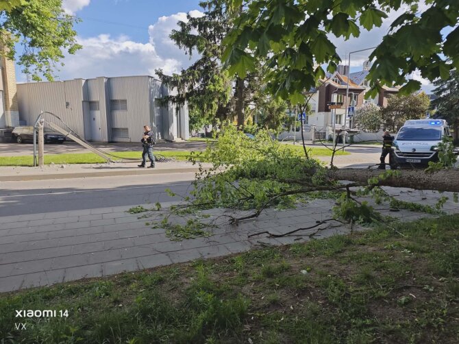 15min skaitytojos nuotr./Audra Vilniuje, Žvėryne, vartė medžius
