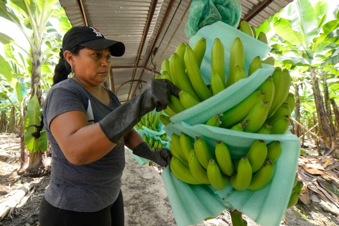 AFP/„Scanpix“ nuotr./Ekvadoro bananai