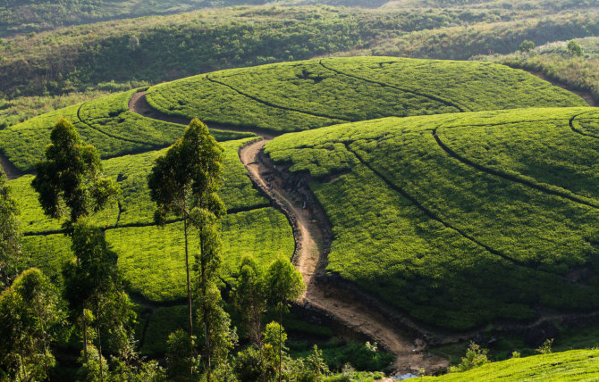 123rf.com/Egzotiškoji Šri Lanka: nuo arbatos lapelio iki milžinės Sigirijos