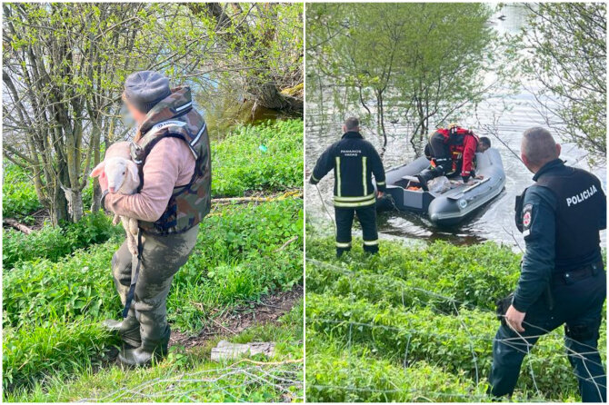 15min.lt koliažas/Avys Kėdainių rajone