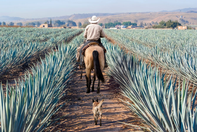 Shutterstock nuotr./Agavų plantacija Meksikoje
