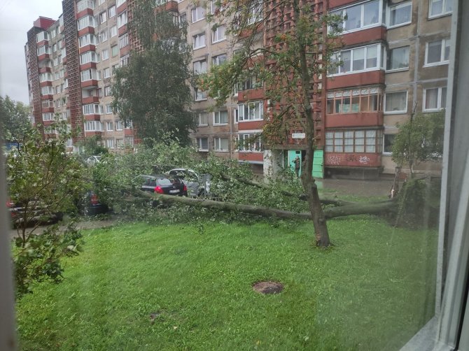 15min.lt skaitytojo nuotr./Nuverstas medis Klaipėdoje, Žardininkų gatvėje