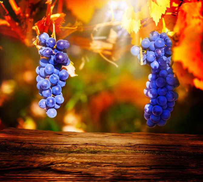 „Fotolia“ nuotr./Vynuogių kainos šoktelėjo net 86 proc.