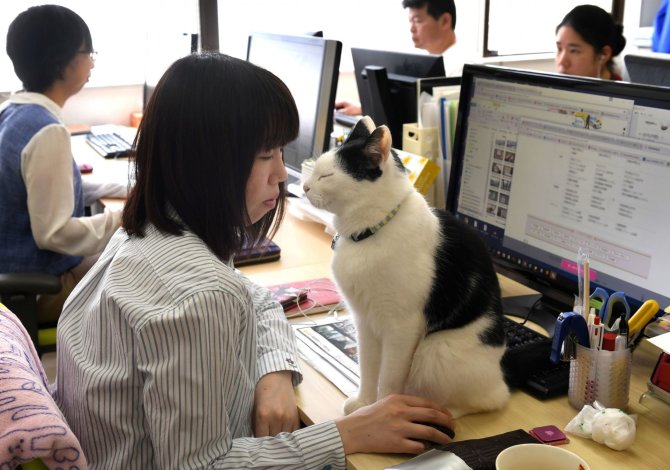 AFP/„Scanpix“ nuotr./Nuo streso Japonijos darbuotojus gelbsti biuruose gyvenantys katinai