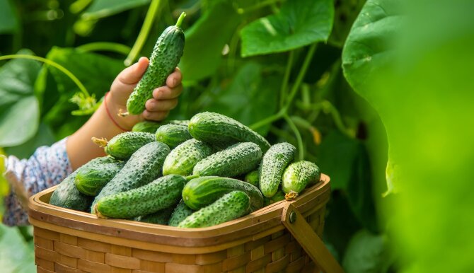 Shutterstock nuotr./Švieži agurkai