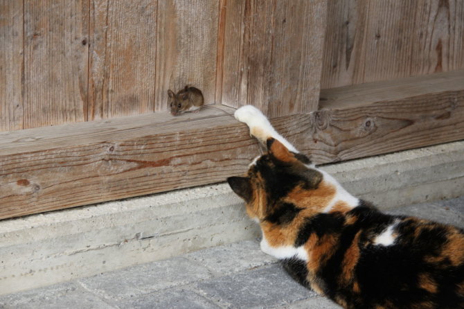 „Scanpix“ nuotr./Katė ir pelė