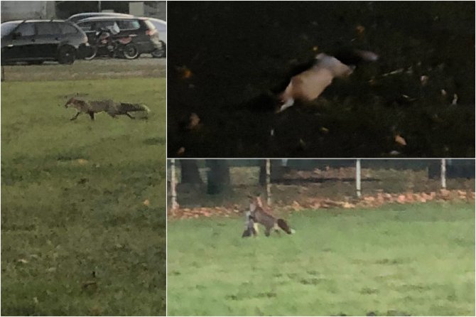 15min skaitytojo nuotr./Lapės Tauragės stadione