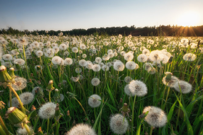 Fotolia nuotr./Pienių laukas