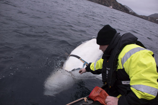 „Scanpix“/AP nuotr./Prie Norvegijos krantų žvejus gąsdinęs baltasis banginis beluga