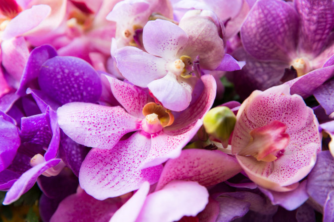 Fotolia nuotr./Orchidėja