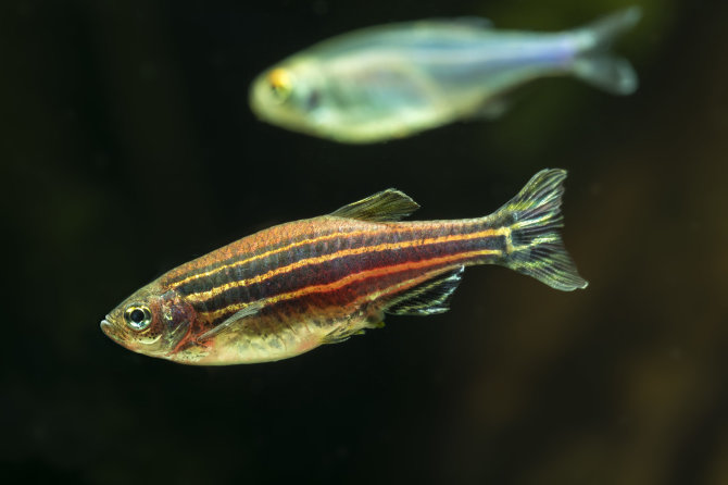 123RF.com nuotr./Žuvelė zebrinė danija (Danio rerio)