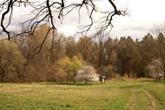 „Nesėdėk namuose“ nuotr./Šereiklaukio miško takas